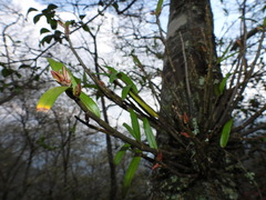 Dendrobium moniliforme