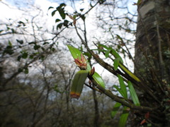 Dendrobium moniliforme