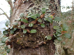 Dendrobium sanseiense