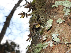 Gastrochilus fuscopunctatus