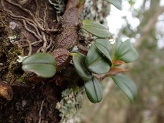 Dendrobium sanseiense