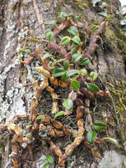 Dendrobium sanseiense
