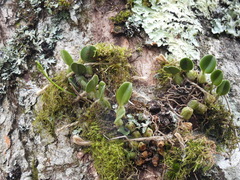 Bulbophyllum setaceum