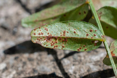 Uromyces viciae-fabae