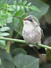 Cynanthus latirostris