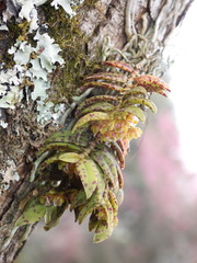 Gastrochilus raraensis