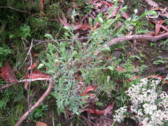 Pimelea linifolia linifolia