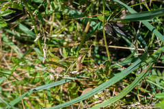 Uromyces viciae-fabae