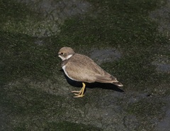 Charadrius dubius curonicus