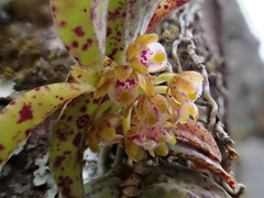 Gastrochilus raraensis