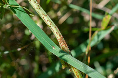 Uromyces viciae-fabae