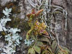 Gastrochilus raraensis
