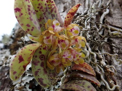 Gastrochilus raraensis