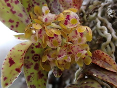 Gastrochilus raraensis