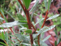 Pimelea linifolia linifolia