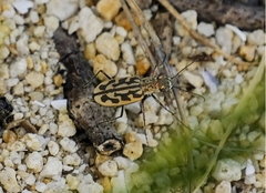 Lophyra cancellata