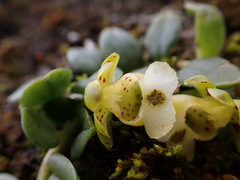 Gastrochilus formosanus
