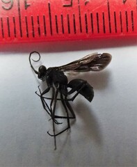 Auplopus carbonarius