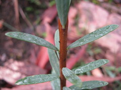 Pimelea linifolia linifolia