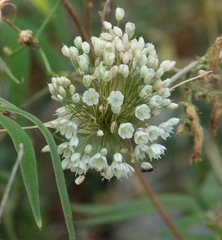 Allium pallens