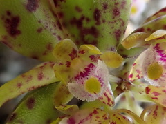 Gastrochilus raraensis