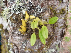 Bulbophyllum pectinatum