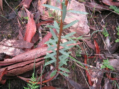 Pimelea linifolia linifolia