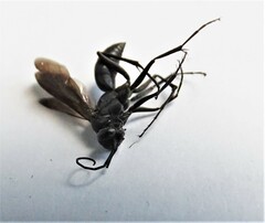 Auplopus carbonarius