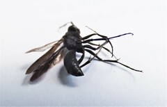 Auplopus carbonarius