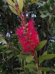 Melaleuca citrina