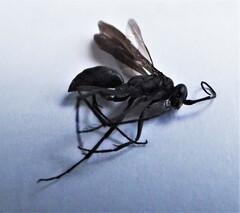 Auplopus carbonarius