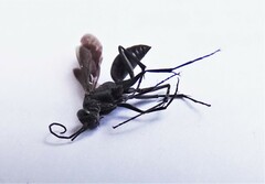 Auplopus carbonarius