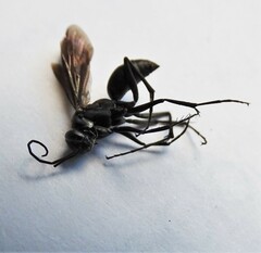 Auplopus carbonarius