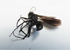 Auplopus carbonarius