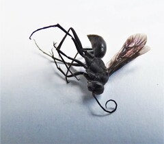 Auplopus carbonarius