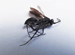 Auplopus carbonarius