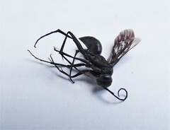 Auplopus carbonarius