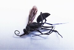 Auplopus carbonarius