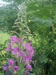 Chamaenerion angustifolium