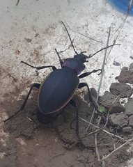 Carabus violaceus aurolimbatus