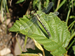 Ophiogomphus