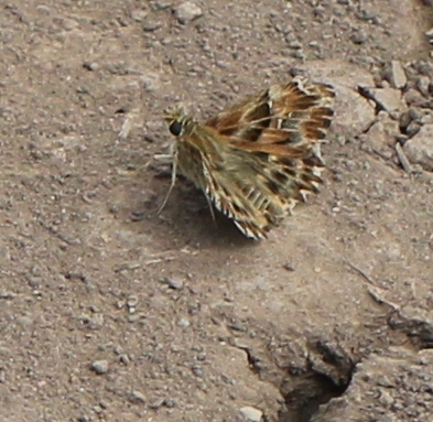 Mallow Skipper photo 6