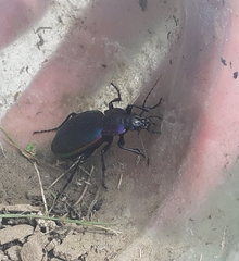 Carabus violaceus aurolimbatus