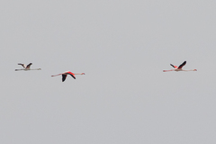 Phoenicopterus roseus