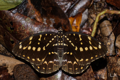 Lexias canescens