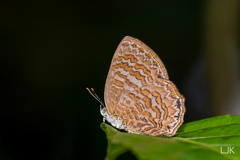 Poritia sumatrae