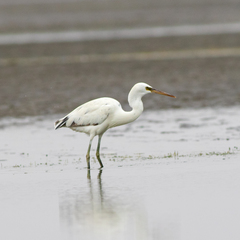 Egretta gularis