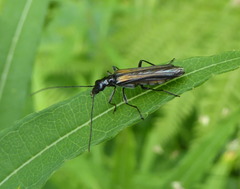 Oedemera pthysica