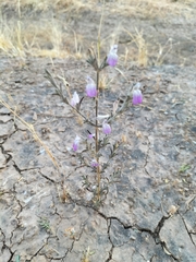 Justicia divaricata
