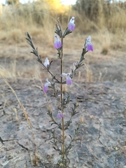 Justicia divaricata